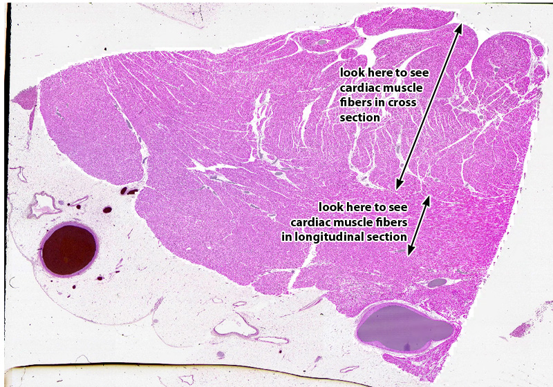 Duke Dpt Histology Muscle Nerve Tissue