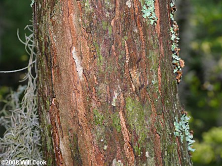 elm tree bark photo. Bark of a medium-sized tree.