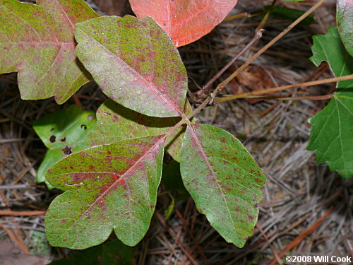 poison oak leaves. Atlantic Poison-Oak
