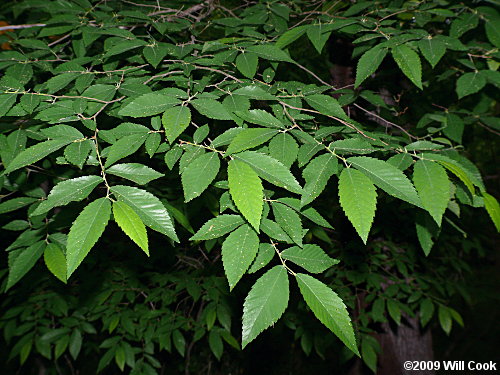 elm tree leaf. Winged Elm (Ulmus alata)