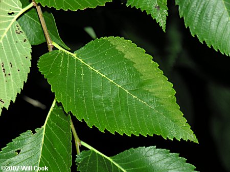 american elm tree leaf. American Elm (Ulmus americana)