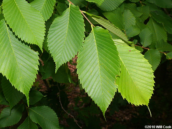 american elm tree leaf. Slippery Elm is a fairly