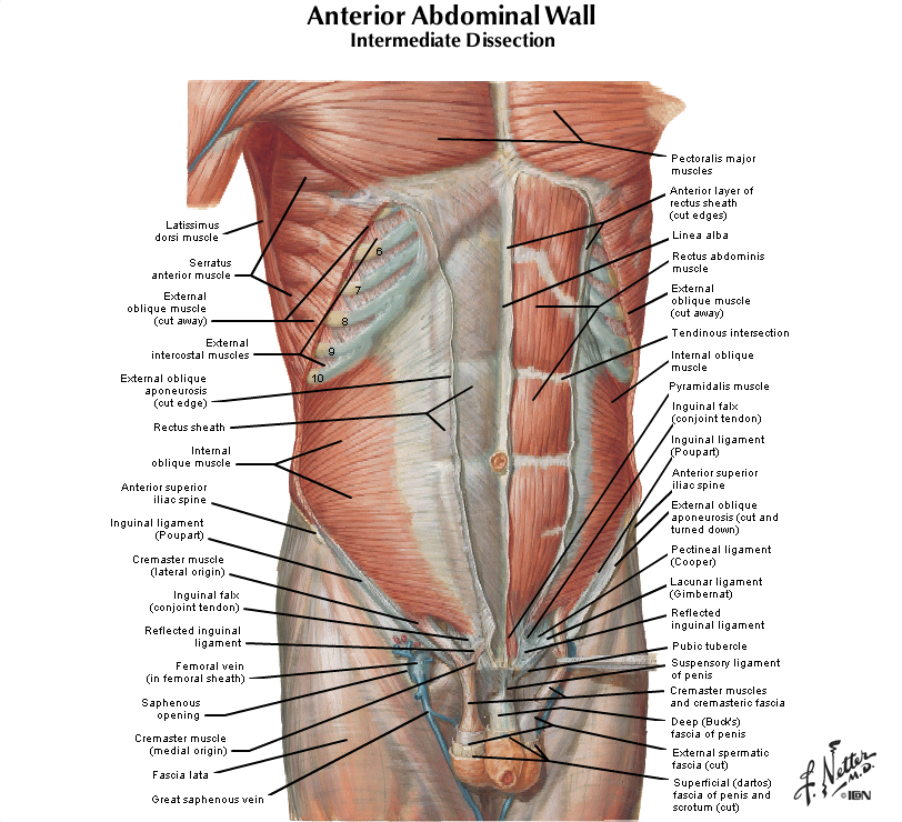 Duke Anatomy - Lab 5: Anterior Abdominal Body Wall ... rib  damage diagram 