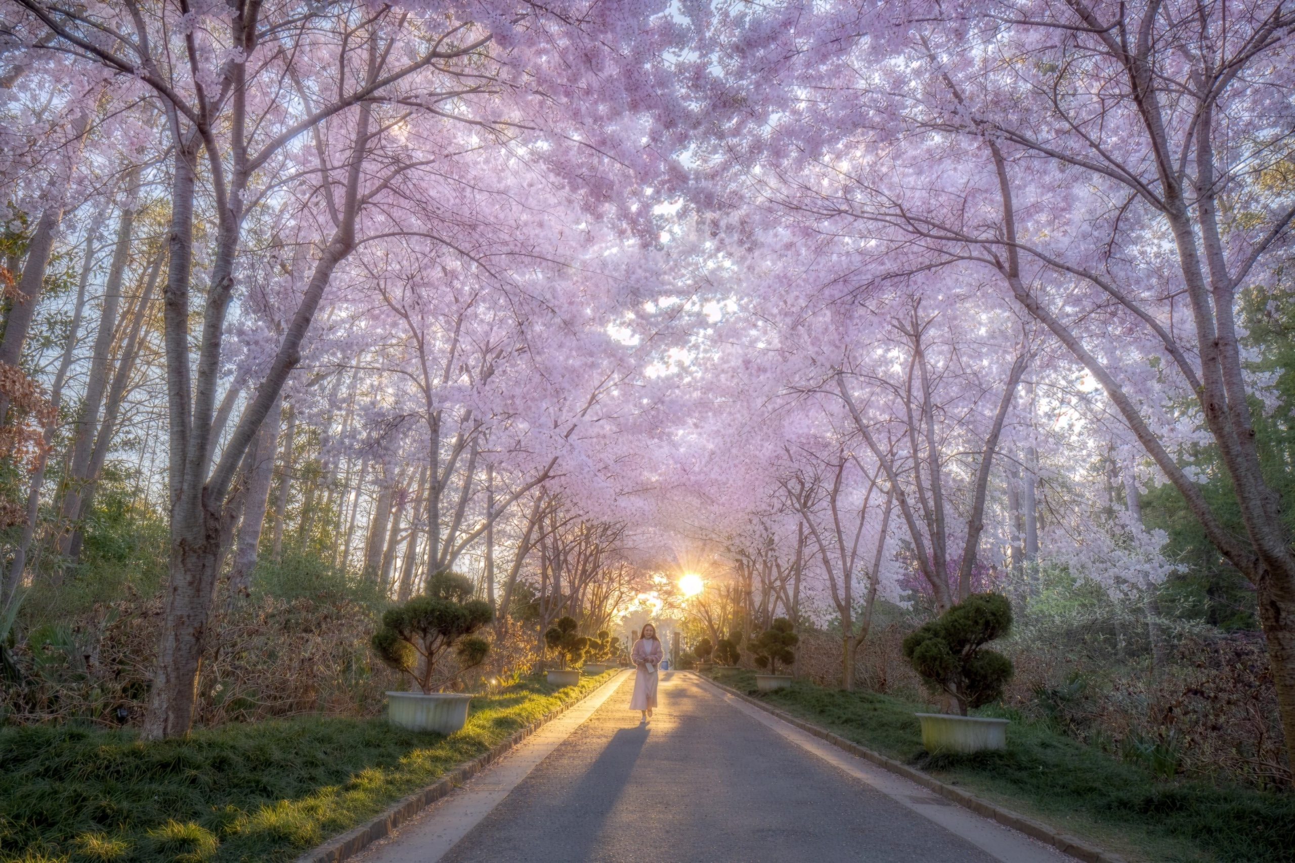 Canopy of cherry blossoms in full bloom in Duke Gardens.
