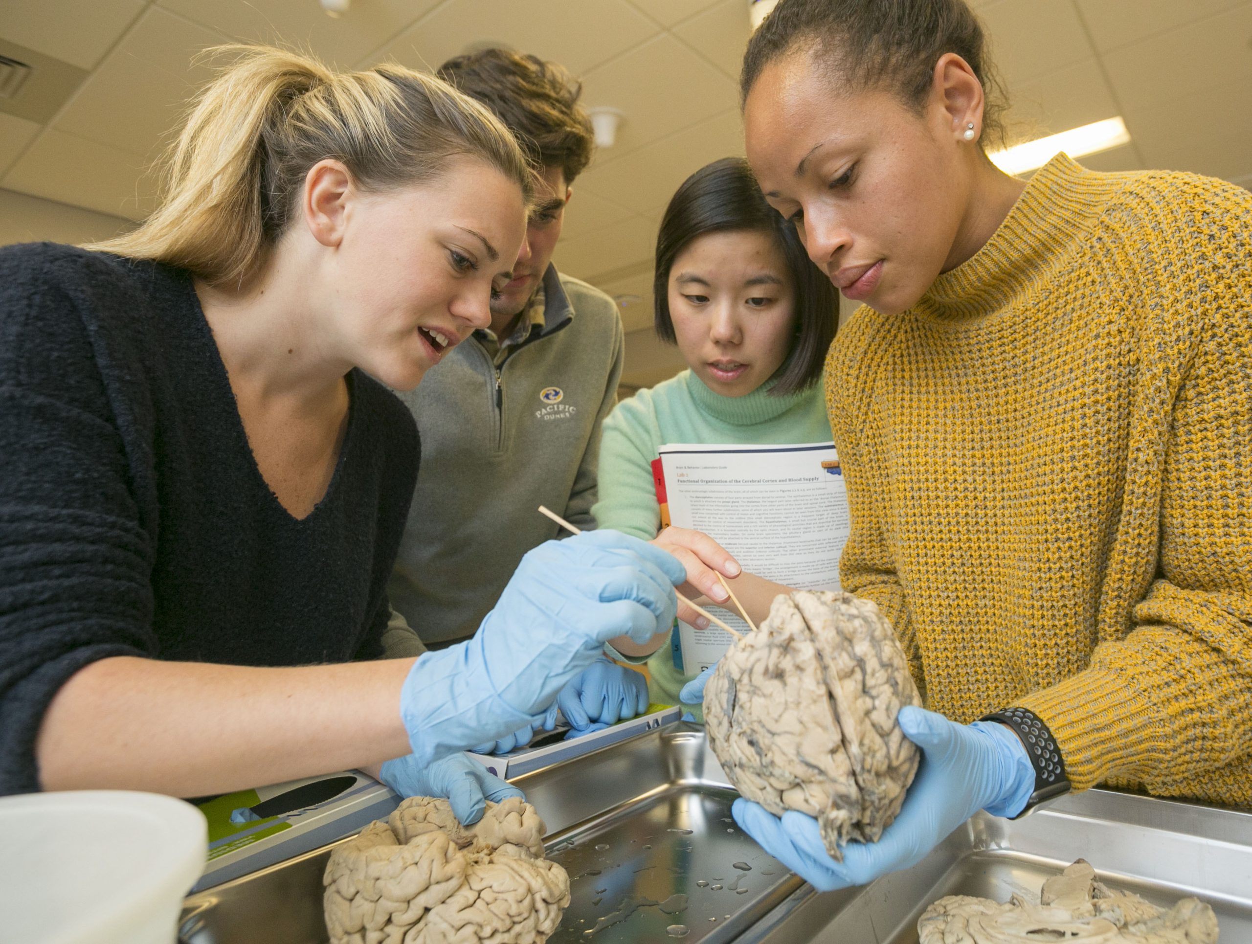 Four students dissecting a brain in class